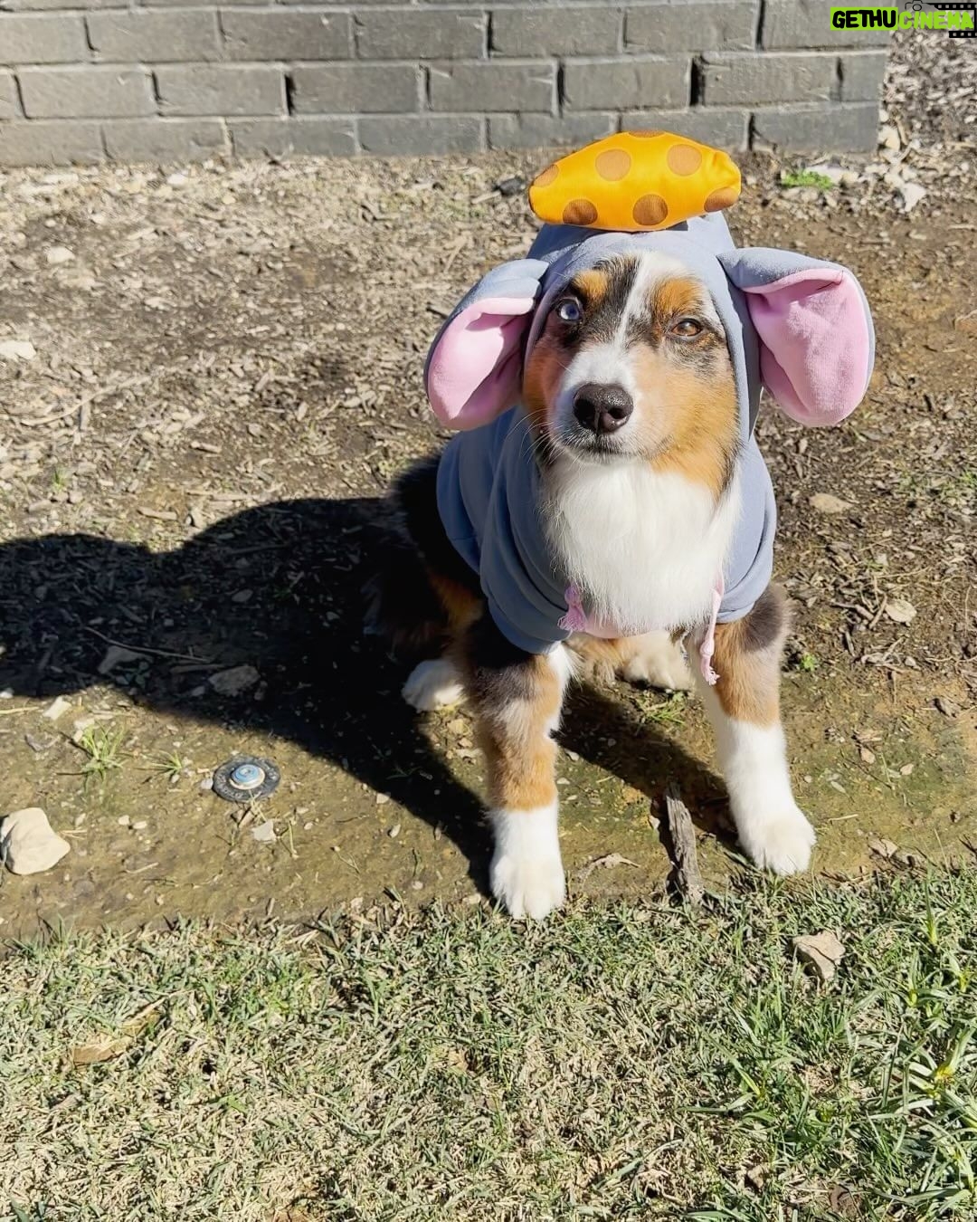 Ariel Winter Instagram - Happy Halloween from the doggos👻🍬 No doggo was put in costume without tonsssss of treatos 🦴🐾😂❤️ #halloween #dogsofinstagram #dogs #dogstagram