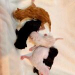 Arishfa Khan Instagram - New family members❤️🥺 Say “MASHALLAH” in the comments! They are just 3 days born babies😍 Omg😳 now i have 9 cats 🐈 Allah bless them🤲🏻