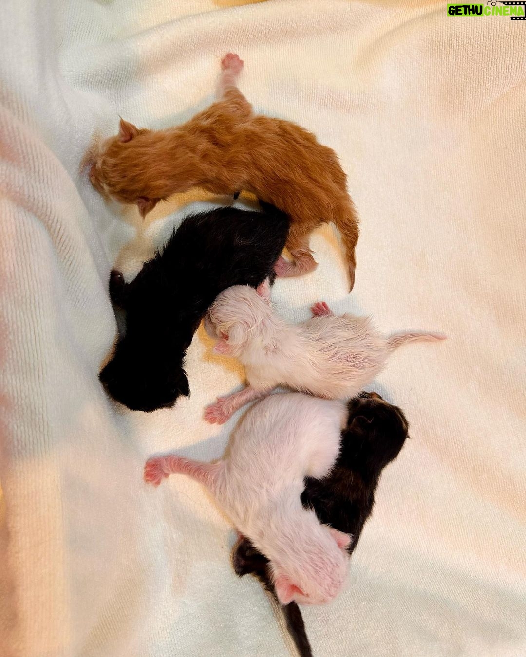 Arishfa Khan Instagram - New family members❤️🥺 Say “MASHALLAH” in the comments! They are just 3 days born babies😍 Omg😳 now i have 9 cats 🐈 Allah bless them🤲🏻