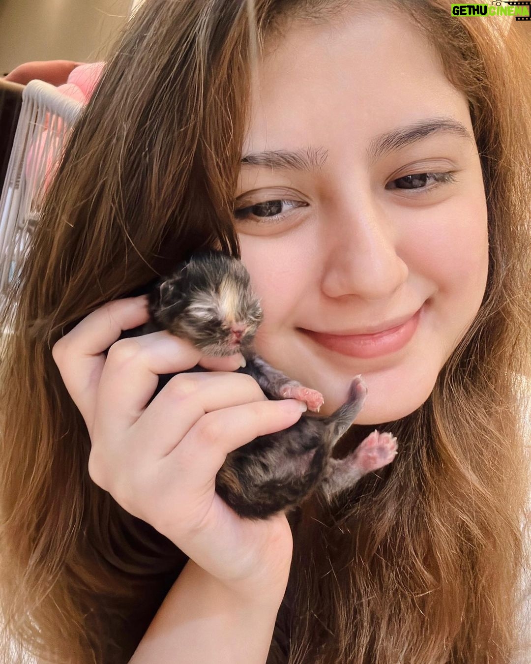 Arishfa Khan Instagram - New family members❤️🥺 Say “MASHALLAH” in the comments! They are just 3 days born babies😍 Omg😳 now i have 9 cats 🐈 Allah bless them🤲🏻