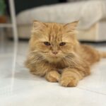 Arishfa Khan Instagram - New family members❤️🥺 Say “MASHALLAH” in the comments! They are just 3 days born babies😍 Omg😳 now i have 9 cats 🐈 Allah bless them🤲🏻