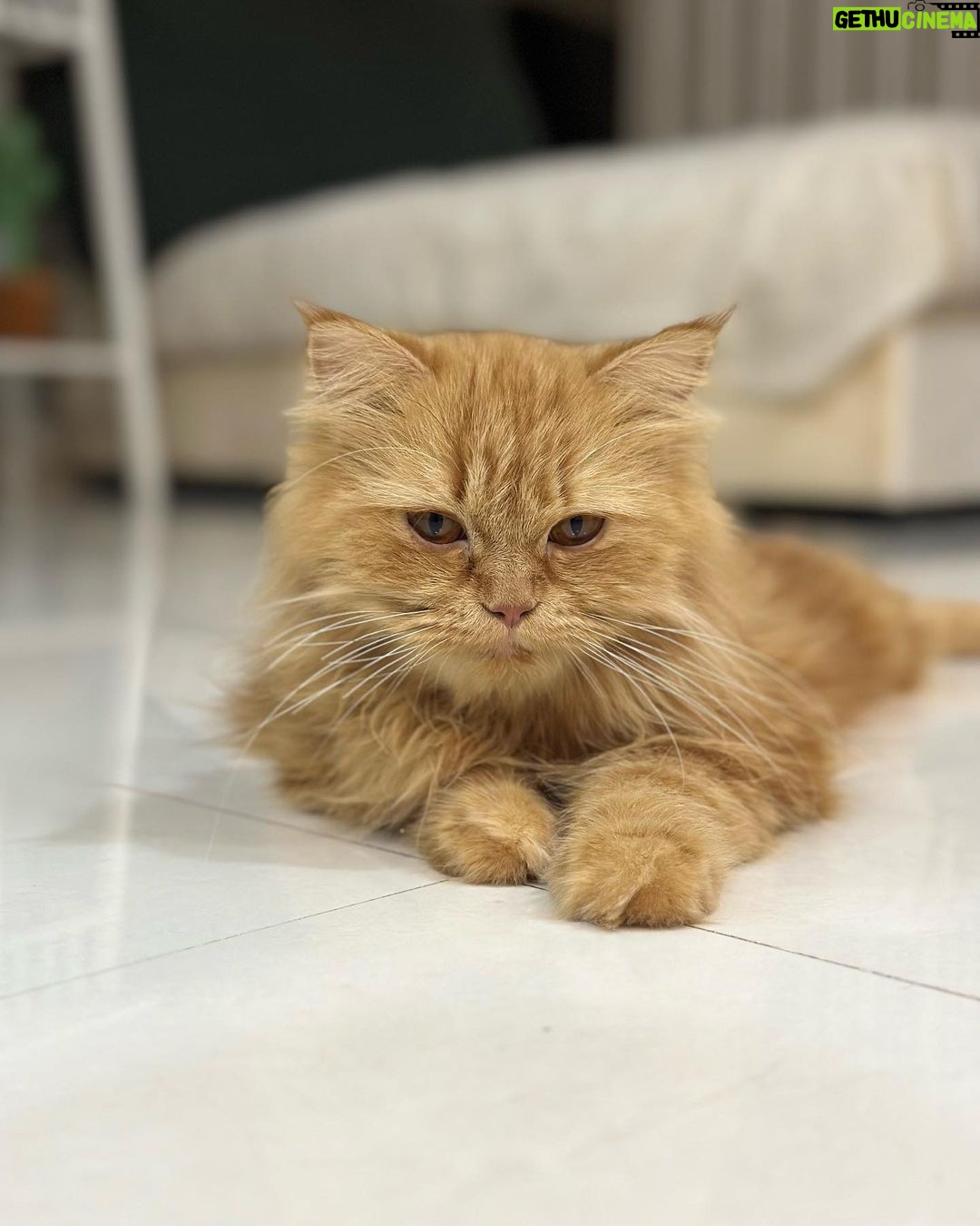 Arishfa Khan Instagram - New family members❤️🥺 Say “MASHALLAH” in the comments! They are just 3 days born babies😍 Omg😳 now i have 9 cats 🐈 Allah bless them🤲🏻