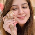 Arishfa Khan Instagram - New family members❤️🥺 Say “MASHALLAH” in the comments! They are just 3 days born babies😍 Omg😳 now i have 9 cats 🐈 Allah bless them🤲🏻