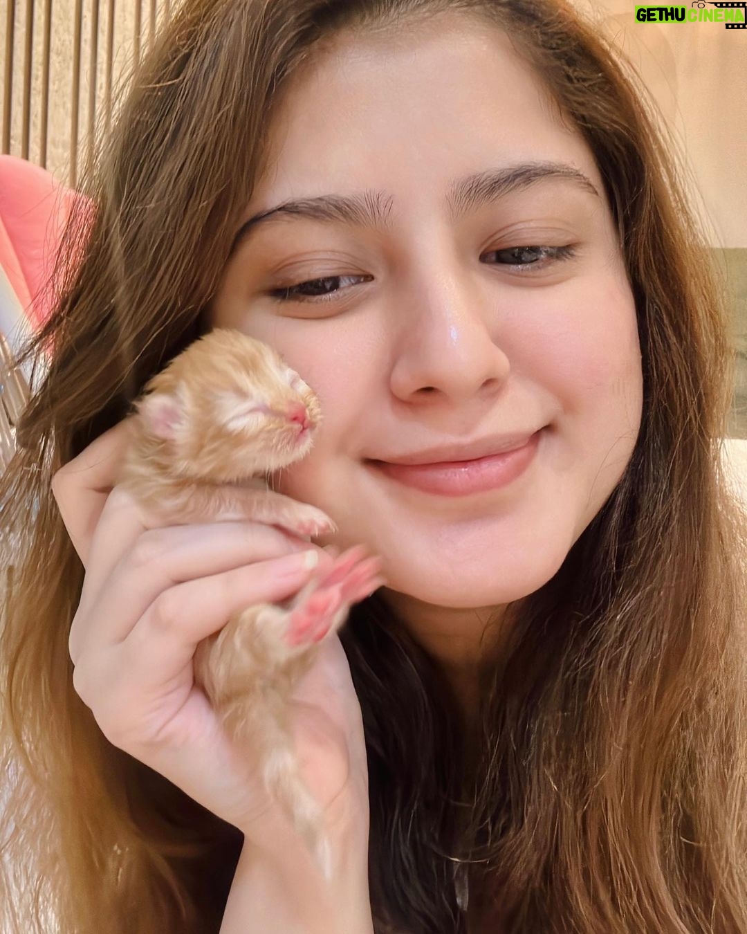 Arishfa Khan Instagram - New family members❤️🥺 Say “MASHALLAH” in the comments! They are just 3 days born babies😍 Omg😳 now i have 9 cats 🐈 Allah bless them🤲🏻