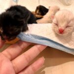 Arishfa Khan Instagram - New family members❤️🥺 Say “MASHALLAH” in the comments! They are just 3 days born babies😍 Omg😳 now i have 9 cats 🐈 Allah bless them🤲🏻