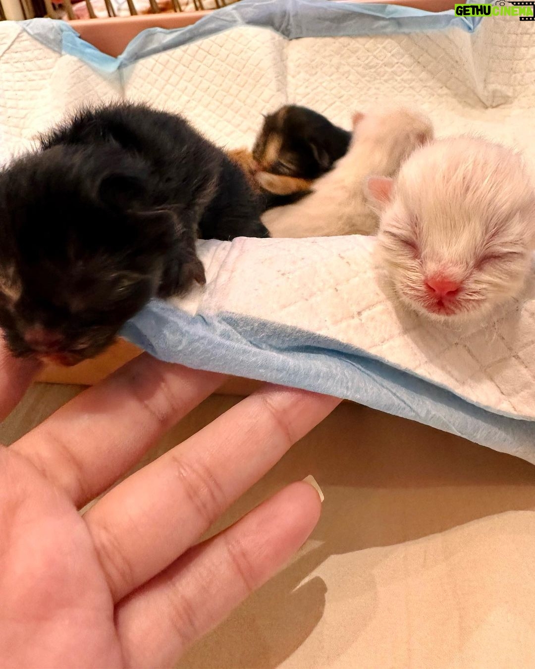 Arishfa Khan Instagram - New family members❤️🥺 Say “MASHALLAH” in the comments! They are just 3 days born babies😍 Omg😳 now i have 9 cats 🐈 Allah bless them🤲🏻