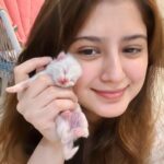 Arishfa Khan Instagram - New family members❤️🥺 Say “MASHALLAH” in the comments! They are just 3 days born babies😍 Omg😳 now i have 9 cats 🐈 Allah bless them🤲🏻