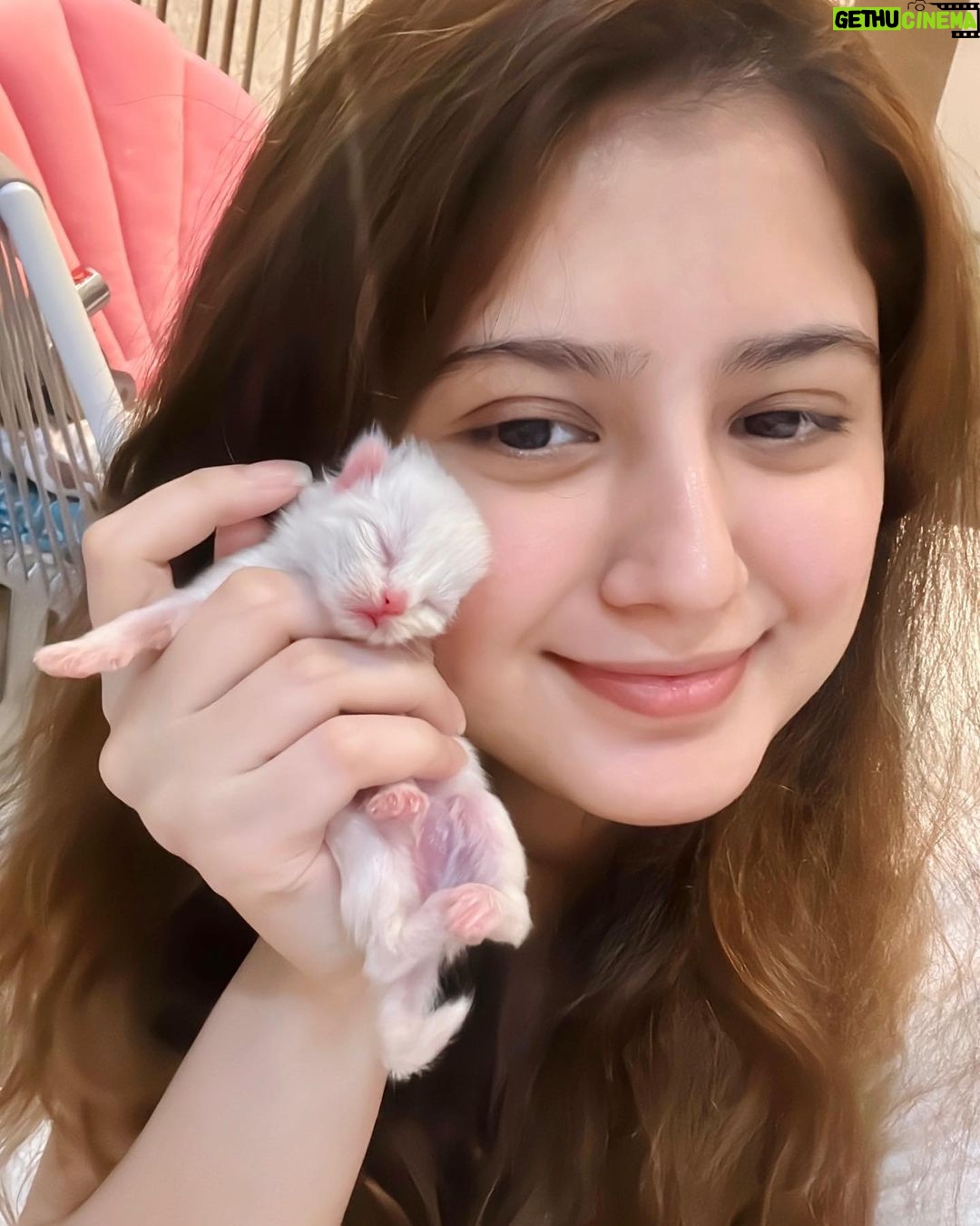 Arishfa Khan Instagram - New family members❤️🥺 Say “MASHALLAH” in the comments! They are just 3 days born babies😍 Omg😳 now i have 9 cats 🐈 Allah bless them🤲🏻