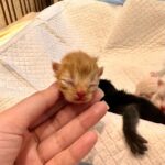 Arishfa Khan Instagram - New family members❤️🥺 Say “MASHALLAH” in the comments! They are just 3 days born babies😍 Omg😳 now i have 9 cats 🐈 Allah bless them🤲🏻