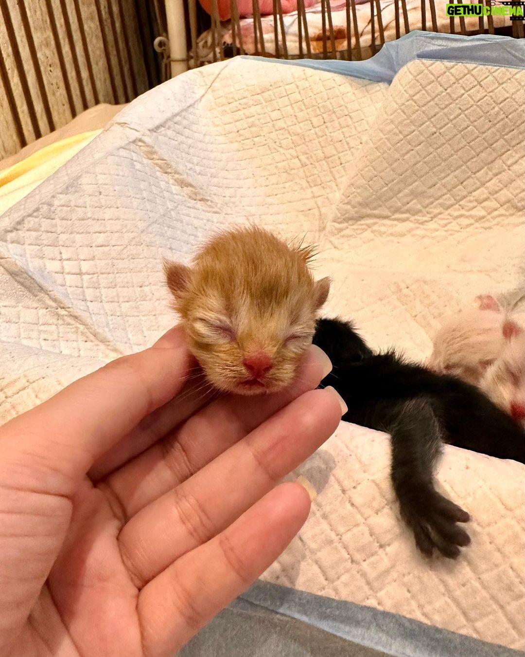 Arishfa Khan Instagram - New family members❤️🥺 Say “MASHALLAH” in the comments! They are just 3 days born babies😍 Omg😳 now i have 9 cats 🐈 Allah bless them🤲🏻