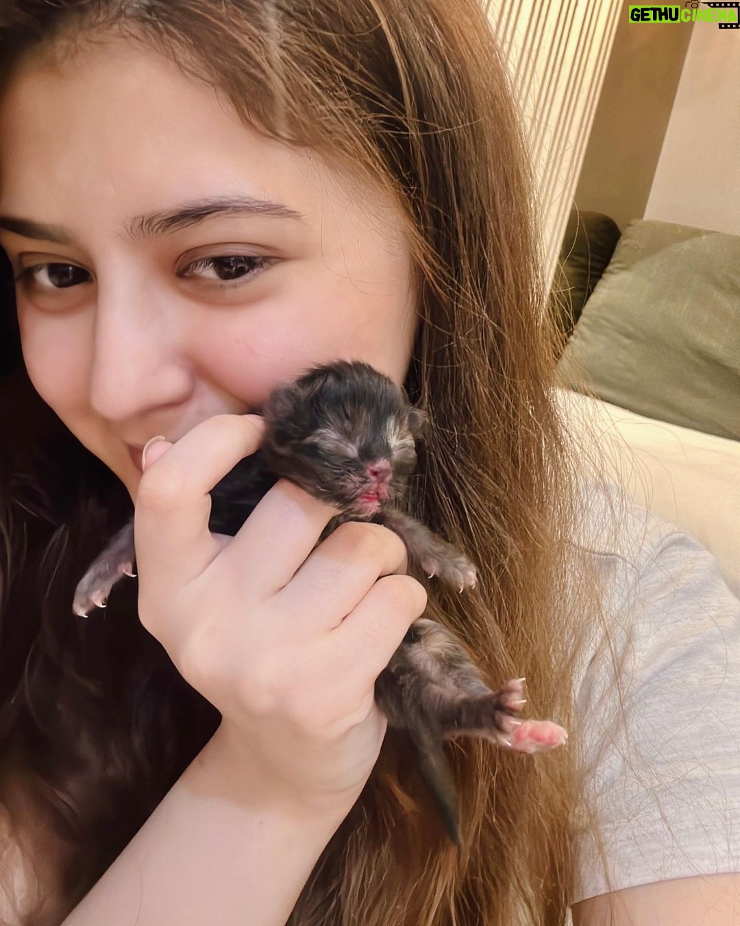Arishfa Khan Instagram - New family members❤️🥺 Say “MASHALLAH” in the comments! They are just 3 days born babies😍 Omg😳 now i have 9 cats 🐈 Allah bless them🤲🏻