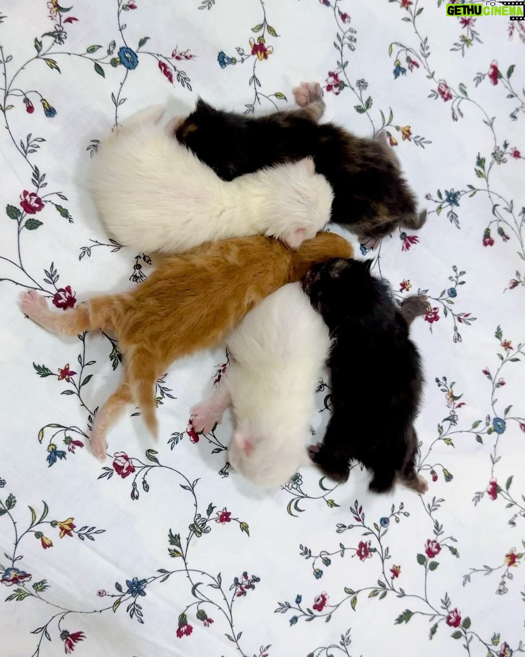 Arishfa Khan Instagram - New family members❤️🥺 Say “MASHALLAH” in the comments! They are just 3 days born babies😍 Omg😳 now i have 9 cats 🐈 Allah bless them🤲🏻