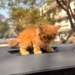 Arishfa Khan Instagram – Jummah mubarak🤍 
My lil baby #ginger 🫶🏻🥺