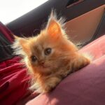 Arishfa Khan Instagram – Jummah mubarak🤍 
My lil baby #ginger 🫶🏻🥺