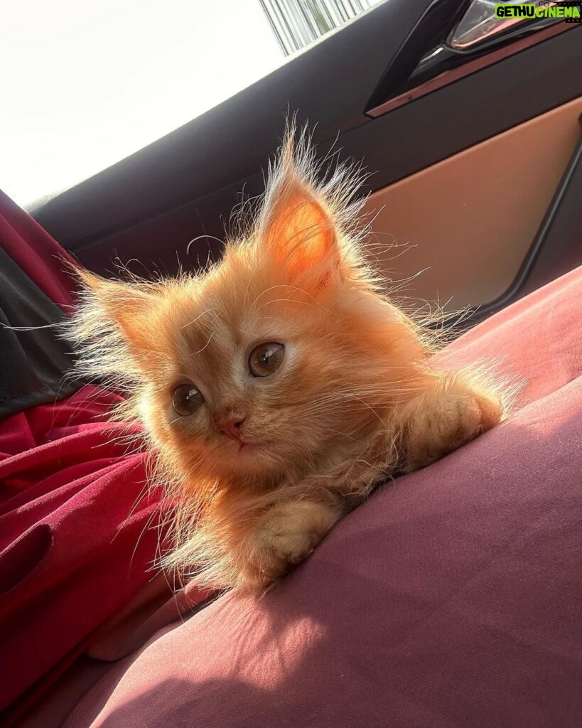Arishfa Khan Instagram - Jummah mubarak🤍 My lil baby #ginger 🫶🏻🥺