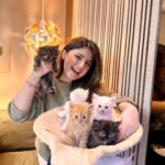 Arishfa Khan Instagram - Happy 2 months my little babies❤️🐾 You’ll are my life🫀🥺 (26.01.2024) #kittens #catsofinstagram #2monthscomplete