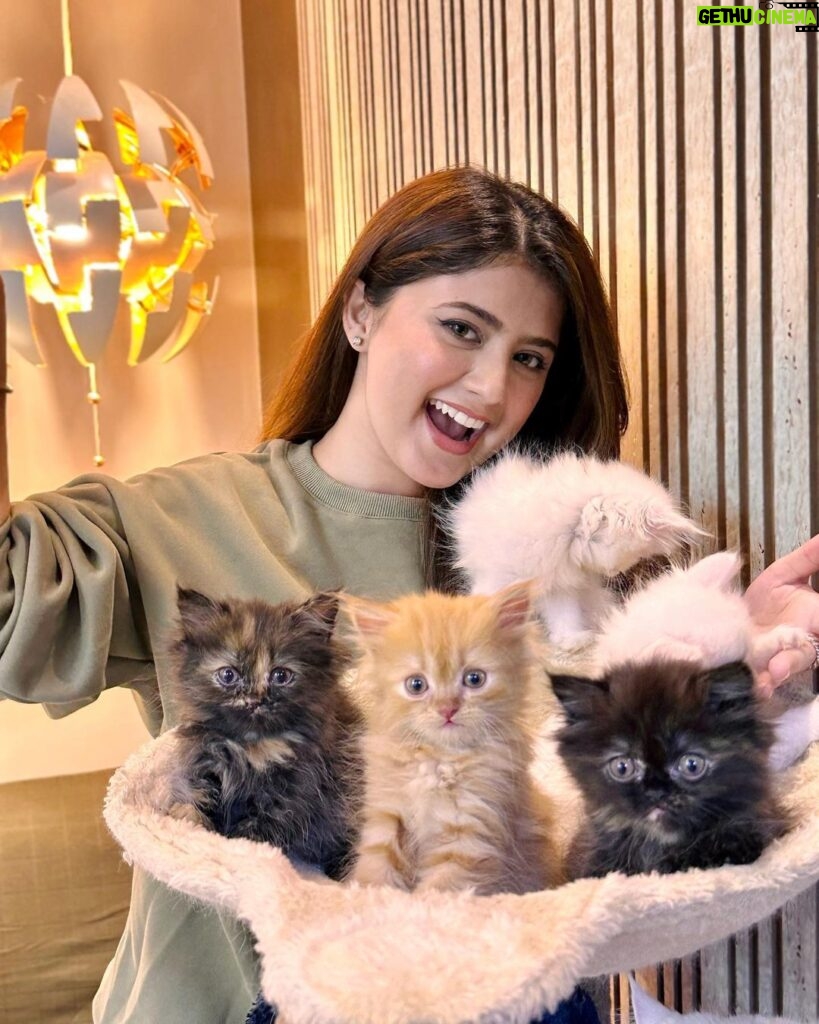 Arishfa Khan Instagram - Happy 2 months my little babies❤️🐾 You’ll are my life🫀🥺 (26.01.2024) #kittens #catsofinstagram #2monthscomplete