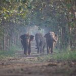 Arjun Kapoor Instagram - Anant, alongside the entire Ambani family and their dedicated team at Vantara, have brought about a remarkable change in the world of animal welfare. Through their cutting-edge medical interventions and compassionate care, Tarzan’s story is just one shining example of Vantara’s impactful work. 🐘 With over 200 elephants and countless other animals rescued and rehabilitated, Vantara’s commitment to animal welfare knows no bounds. Bravo to Anant and the entire team for their efforts in creating and sustaining such a transformative initiative. Their dedication paves the way for a brighter, more compassionate future for all beings. 👏🏻💯 @reliancefoundation #Vantara #AnimalWelfare #RelianceFoundation #WildlifeRescue