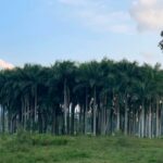 Arleth Terán Instagram - Una de mis grandes pasiones es hacer largas cabalgatas y que mejor compañía que @leonalexanderlaet quien heredó mi gusto por los caballos. Esta es otra relajante actividad que se puede realizar en @haciendadelosmarcos lugar precioso donde nos hospedamos en #lahuastecaPotosína muy agradecida por todas sus atenciones GRACIAS @andypanda___ @analucilagr por todas tus atenciones, Adriana y Jesús nos consintieron mucho. 😘 ♥️ 🏇🇲 🇽@ivanfloresfoto @turismovalles Huasteca Potosina SLP
