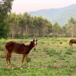 Arleth Terán Instagram - Una de mis grandes pasiones es hacer largas cabalgatas y que mejor compañía que @leonalexanderlaet quien heredó mi gusto por los caballos. Esta es otra relajante actividad que se puede realizar en @haciendadelosmarcos lugar precioso donde nos hospedamos en #lahuastecaPotosína muy agradecida por todas sus atenciones GRACIAS @andypanda___ @analucilagr por todas tus atenciones, Adriana y Jesús nos consintieron mucho. 😘 ♥️ 🏇🇲 🇽@ivanfloresfoto @turismovalles Huasteca Potosina SLP