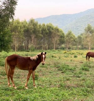 Arleth Terán Instagram - Una de mis grandes pasiones es hacer largas cabalgatas y que mejor compañía que @leonalexanderlaet quien heredó mi gusto por los caballos. Esta es otra relajante actividad que se puede realizar en	 @haciendadelosmarcos lugar precioso donde nos hospedamos en #lahuastecaPotosína muy agradecida por todas sus atenciones GRACIAS @andypanda___ @analucilagr por todas tus atenciones, Adriana y Jesús nos consintieron mucho. 😘 ♥️ 🏇🇲 🇽@ivanfloresfoto @turismovalles