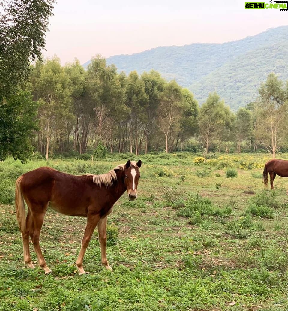 Arleth Terán - 2.6K Likes - Una de mis grandes pasiones es hacer largas cabalgatas y que mejor compañía que @leonalexanderlaet quien heredó mi gusto por los caballos. Esta es otra relajante actividad que se puede realizar en @haciendadelosmarcos lugar precioso donde nos hospedamos en #lahuastecaPotosína muy agradecida por todas sus atenciones GRACIAS @andypanda___ @analucilagr por todas tus atenciones, Adriana y Jesús nos consintieron mucho. 😘 ♥️ 🏇🇲 🇽@ivanfloresfoto @turismovalles