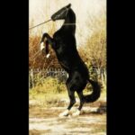 Armand Assante Instagram - Center Horse and Braided are Arabian / Lajatico, Italy. Horses in Classic Levade are Alkal Teke from Turkmenistan, trained in Kazakhstan. Work - 2012-2016 #filmmaker #filmmakersworld #tvandfilm #internationalfilmmakers #armandassante #onelife