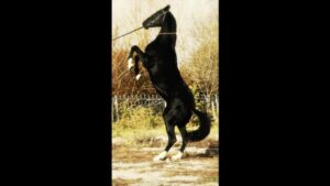 Armand Assante Instagram - Center Horse and Braided are Arabian / Lajatico, Italy. 
Horses in Classic Levade are Alkal Teke from Turkmenistan,
trained in Kazakhstan.  Work - 2012-2016

#filmmaker #filmmakersworld 
#tvandfilm #internationalfilmmakers #armandassante #onelife