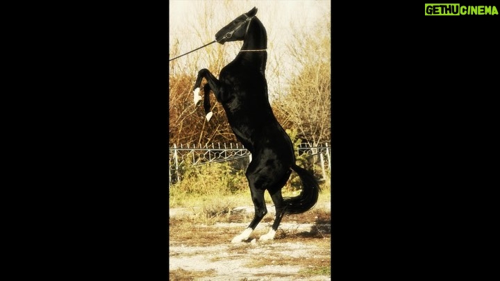 Armand Assante - 871 Likes - Center Horse and Braided are Arabian / Lajatico, Italy.
Horses in Classic Levade are Alkal Teke from Turkmenistan,
trained in Kazakhstan. Work - 2012-2016
#filmmaker #filmmakersworld
#tvandfilm #internationalfilmmakers #armandassante #onelife