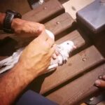 Arsha Aghdasi Instagram - 2 years ago... when suddenly I realized pigeon was drowing to water, he almost died d,, but luckily i could saved him. ۲ سال پیش داشتیم میرفتیم #برج_میلاد که یهو دیدم یه کبوتر داره غرق میشه، تقریبا حتی مرده بود اما خوب ،شانسی تونستیم حالش رو خوب کنیم، و جالبه وقتی خوب شد دورمون پرواز کرد قشنگ معلوم بود داره تشکر میکنه، نمیدونم چرا پس آدم ها در مقابل کارهایی که براشون میکنی ازت نه تنها تشکر نمیکنن بلکه متوقع هم هستند، #اسلام_واقعی #زنده_باد #انسانیت