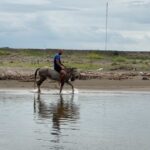 Arsha Aghdasi Instagram - I always had dreamt of swimming with horses ... Now one of my dreams came true. It happened with savage and free horse 🐎 ——— همیشه آرزو داشتم که با اسب تو آب شنا کنم... امروز بالاخره یکی دیگه از آرزو هام خاطره شد.... اونم با چه اسبی..... اسب های آزاد و رهای دشت. به به.... لطفا آرزو های کوچیک و بزرگتون رو نادیده نگیرید اونها در قشنگ ترین موقع اتفاق می افتن، به شرطی که شما هم بهشون توجه کنید. #ارشااقدسی #بدلکار #پارک_ملی_بوجاق #arshastunt #persianhorse #caspianhorse #اسب_کاسپین #arshaaghdasi #arsha arsha13 Ziba Kenar, Gilan, Iran