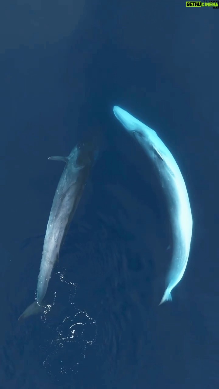 Asa Butterfield Instagram - Whales are a keystone species, and critical to the health of the ocean and the battle against climate change. But more than that, whales are beautiful. Fin whales, the second largest animal on the planet, are thoughtful, sentient creatures who communicate though song. And, as an endangered species, fin whales are protected around the world. But Iceland continues to hunt these magnificent animals. The Icelandic government made a courageous decision in June to suspend whaling this summer, and we applaud that. But now Iceland is considering whether to allow whaling to start again in September. We urge the Icelandic government not to allow the hunting of fin whales. And your voice matters. Please write to Svandís Svavarsdóttir, the Minister for Food, Agriculture and Fisheries who is making the decision, and to Katrín Jakobsdóttir, the Prime Minister of Iceland, and tell them you support their decision to end whaling, and not to allow it to start again in September. Svandís Svavarsdóttir @svandissvavarsdottir svandiss@althingi.is Katrín Jakobsdóttir @katrinjakobsd katrinja@althingi.is Together we can end whaling for good. #iceland #whales #whaling #endwhaling #finwhale #finwhales #oceans #saveouroceans #climatechange #climatecrisis #keystonespecies