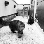 Asa Butterfield Instagram - I’m raising snow leopards.