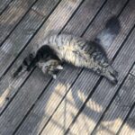 Asa Butterfield Instagram - Stretching cats, a series.
