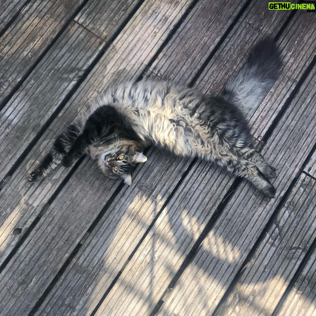Asa Butterfield Instagram - Stretching cats, a series.