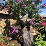 Asa Butterfield Instagram - I told her to stop harassing the bees but she won’t listen.