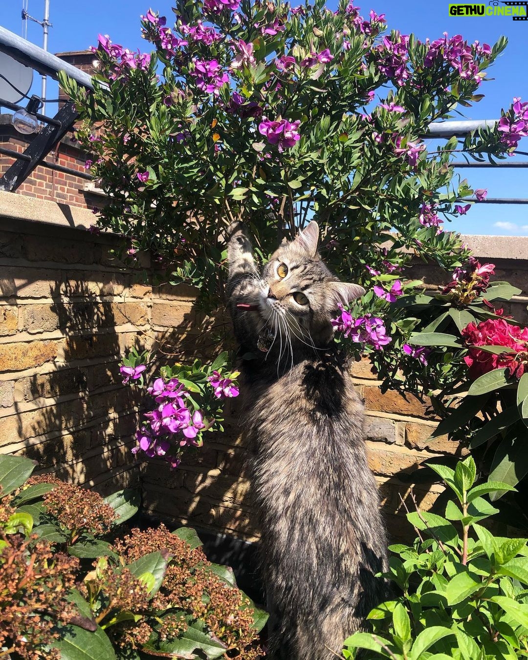 Asa Butterfield Instagram - I told her to stop harassing the bees but she won’t listen.