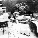 Asa Butterfield Instagram - I’m raising snow leopards.