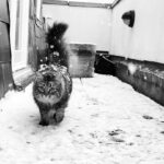 Asa Butterfield Instagram - I’m raising snow leopards.