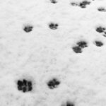 Asa Butterfield Instagram - I’m raising snow leopards.