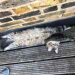 Asa Butterfield Instagram - Stretching cats, a series.