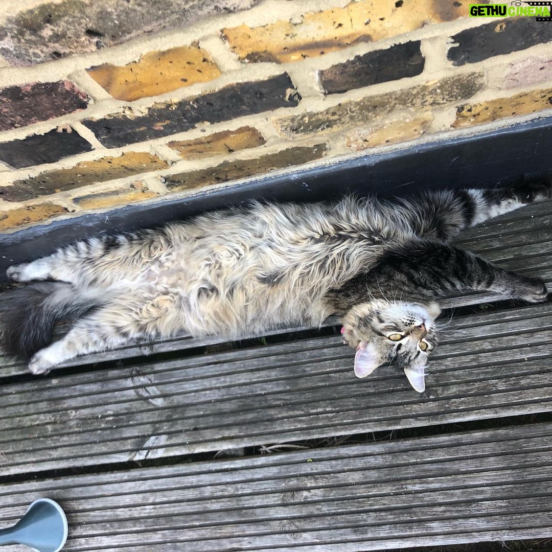Asa Butterfield Instagram - Stretching cats, a series.