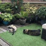Asa Butterfield Instagram – Stretching cats, a series.