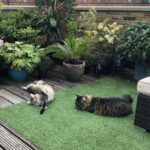 Asa Butterfield Instagram - Stretching cats, a series.