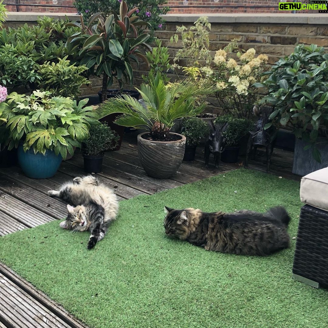 Asa Butterfield Instagram - Stretching cats, a series.