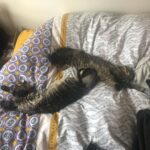 Asa Butterfield Instagram – Stretching cats, a series.