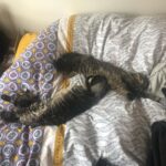 Asa Butterfield Instagram - Stretching cats, a series.