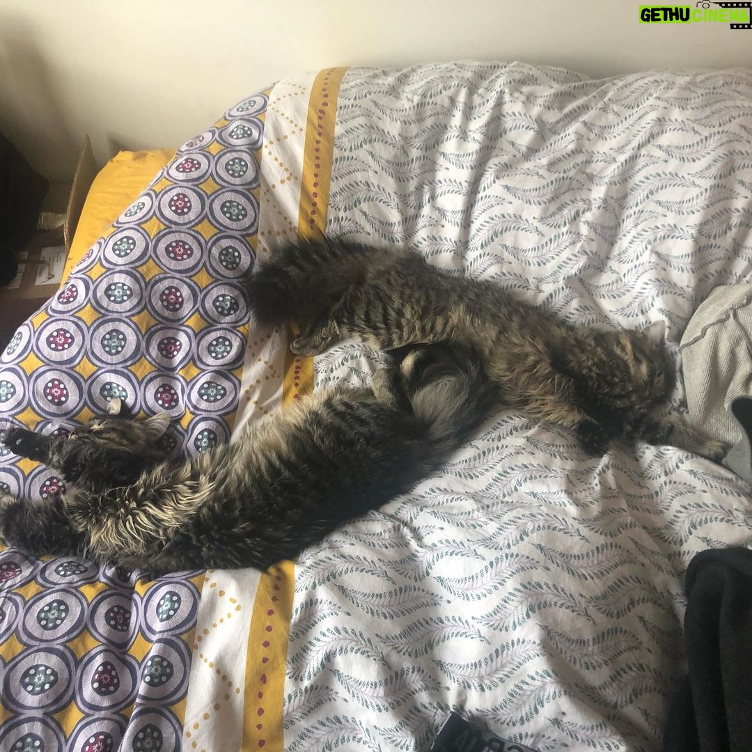 Asa Butterfield Instagram - Stretching cats, a series.