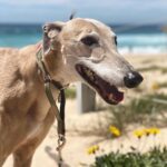 Ash London Instagram - Happy 12th birthday to my firstborn Queen. Thanks for taking care of Dad before I came along, for making me into a dog person, and mainly thankyou for not losing your mind when Buddy came along. We love you forever sweet Honey girl! The baddest bitch around! Long live Hunzo!!!! @honeydahound