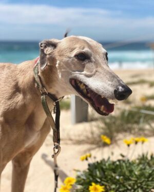 Ash London Instagram - Happy 12th birthday to my firstborn Queen. Thanks for taking care of Dad before I came along, for making me into a dog person, and mainly thankyou for not losing your mind when Buddy came along. 

We love you forever sweet Honey girl! The baddest bitch around! Long live Hunzo!!!!

@honeydahound